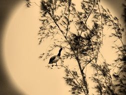 bird on tree branches sepia picture