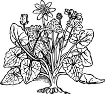 Drawing of the buttercup plant