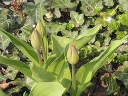 large green buds of water lilies