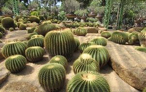 round cacti in the park