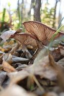 mushrooms among autumn foliage close up