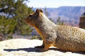 gopher on a stone