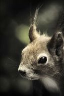 portrait of squirrel mammal in wildlife