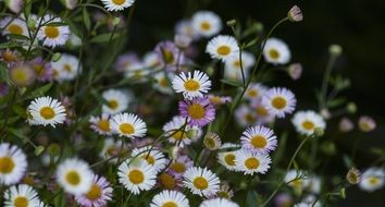 surprising beauty daisies