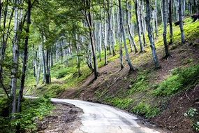road in the spring forest