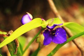 Violet flowers close-up in nature on a blurred background