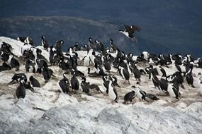 Picture of the penguins in the wildlife