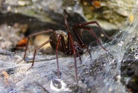 poisonous spider on a wet web