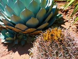 round cacti near agave