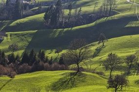 Shadows on the beautiful green pasture with trees