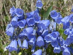 dwarf bellflowers