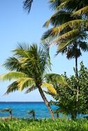 palm trees on the beach, vacation mood scene