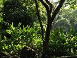green tropical jungles