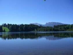 mirror image of trees in a pond