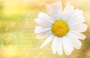 card with image of daisies