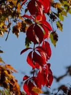 purple grape leaves against the sky