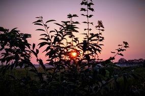 sunrise on the wild meadow