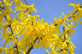 flowering gold lilac bush close-up