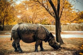 rhino near the tree with yellow leaves