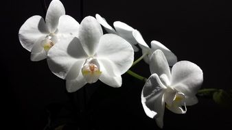 White blooming orchid flowers