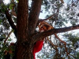 girl climbing happy