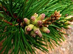 coniferous branch with young cones close-up