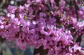 little purple flowers in the garden on a sunny day