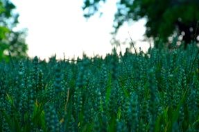 green cereal field close up on a blurred background