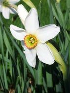 white narcissus in spring