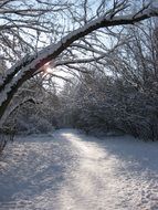 winter way forest