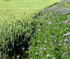 green wheat field with flowers