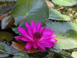 purple water lily in a pond