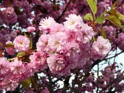 sakura in spring