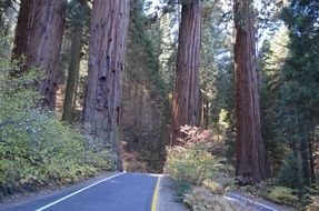 Tall sequoia trees in the National Park