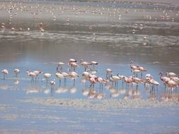 pink flamingos in the blue lagoon