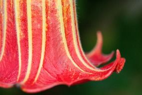 bud in the form of a bell