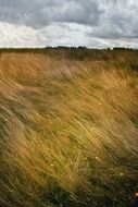 field is blown by the wind landscape