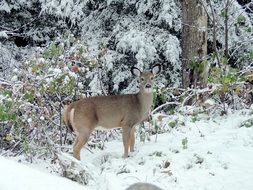 landscape of the deer in the wildlife