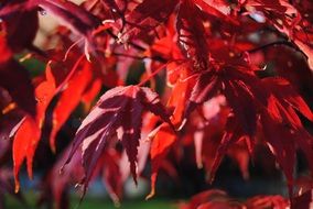 red leaves of acer at fall