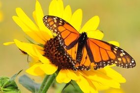 monarch butterfly on the yellow flower