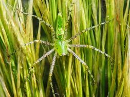 peucetia viridans or green lynx spider, florida