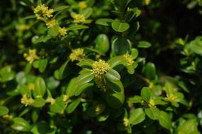 green book blossoms tree branches