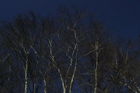 Landscape with the birch trees and blue sky