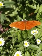 Picture of butterfly on a flowers