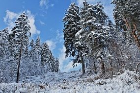 irresistiblewinter forest