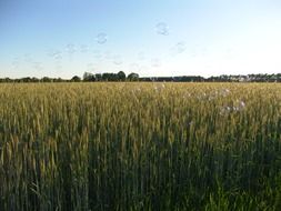 grain cereals nature