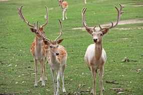 herd of deer in national park