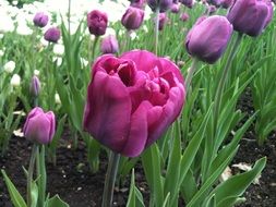 purple tulips in a greenhouse in the garden