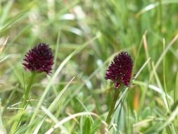 Black cabbage flowers blossom