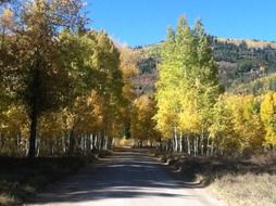 road in the forest park